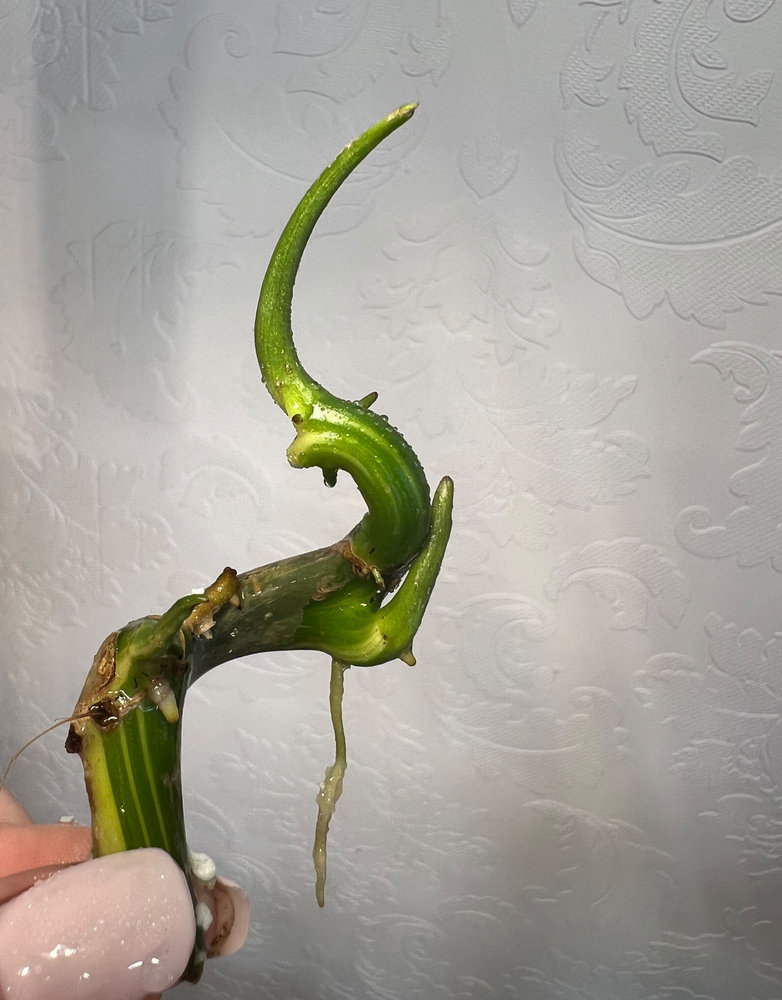 Philodendron Burle Marx Variegated ( wetstick)