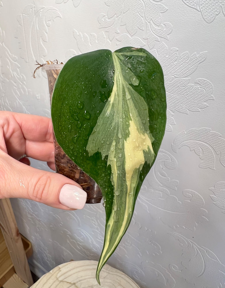 Philodendron hederaceum 'Rio-Large