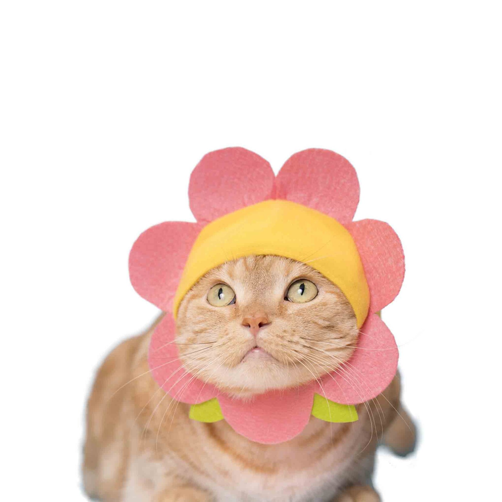 Cat Flower Power Chill Cap