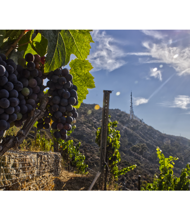 Hollywood Classic Reserve Cabernet Sauvignon 2013 Los Angeles