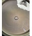 Mint Discs Mint Discs Swirly Apex Goat Grey 169g Live Oak Brewery Co. First Run #AP-GT01-22 (1547)