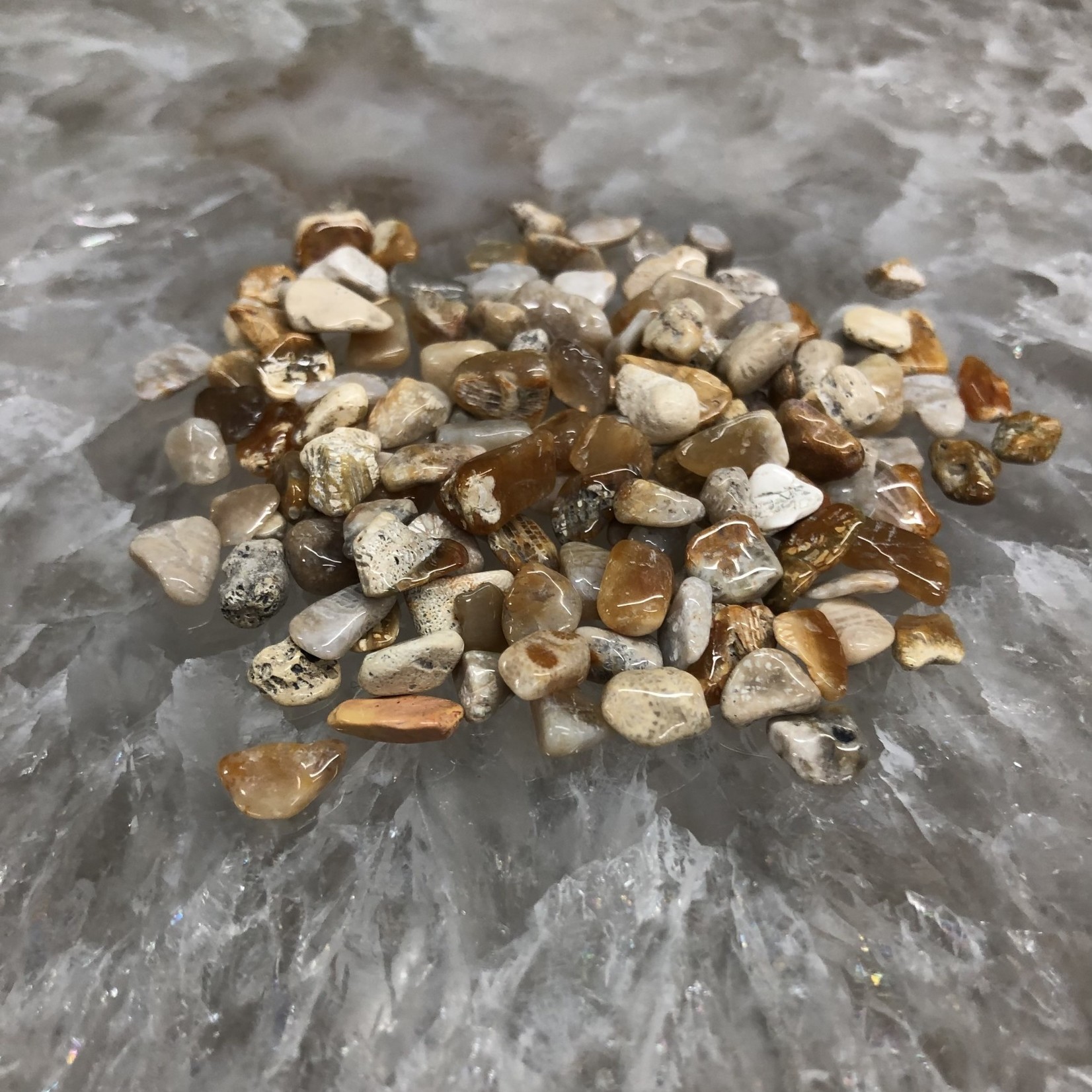 Fossil Coral Chips