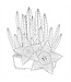 Peter Pauper Press Color Book Succulents