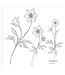 Peter Pauper Press Color Book Spring Blooms