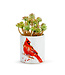Demdaco Cardinal Succulent