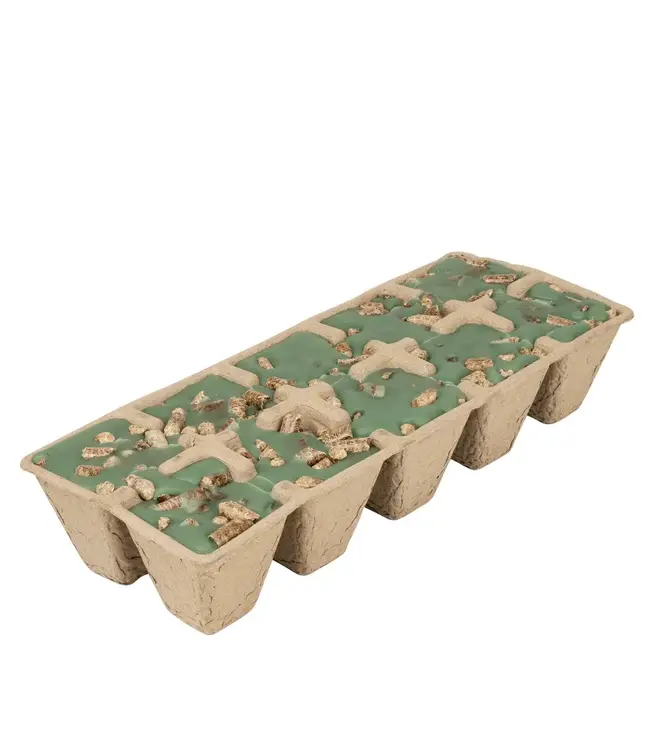 Northern Lights Candles Evergreen Forest Fragrance Fire Starter