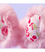 Jellycat Inc Blushkin Blossom Bunny Bag Charm