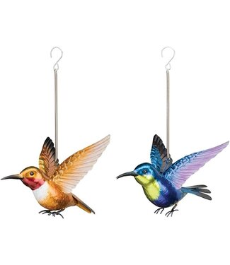 Regal Hummingbird Bouncie Rufous  and Woodnymph