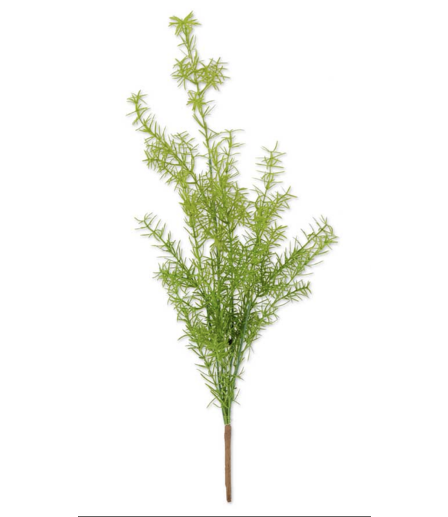 K&K Interiors 27 Inch Asparagus Fern Bush