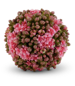 K&K Interiors 4 Inch Pink Kalanchoe Ball