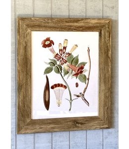 Porch View Home Trumpet Vine Botanical Framed Prints