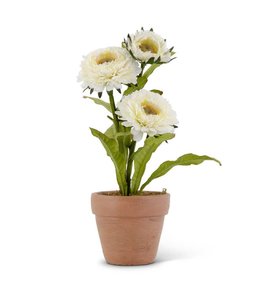 K&K Interiors Triple Head White Zinnia in Ceramic Pot