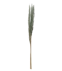 Creative Co-Op Dried Natural Pampas Grass Bunch-Blue