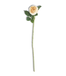 K&K Interiors 24 Inch Yellow Real Touch Austin Rose Stem