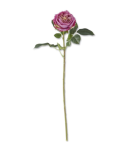 K&K Interiors 24 Inch Dark Purple Real Touch Austin Rose Stem