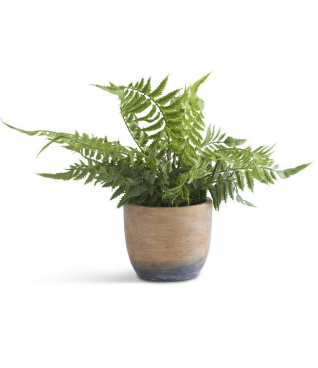 K&K Interiors 12 Inch Fern in Weathered Cement Pot