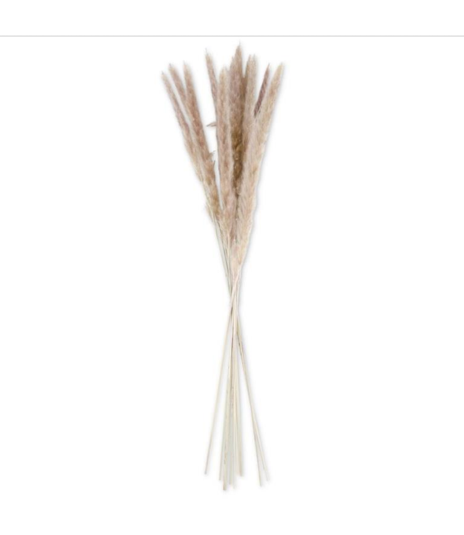 K&K Interiors Tan Pampas Grass Bundle (10-12 Stems)