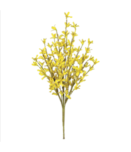 Sullivans Gift Forsythia Bush