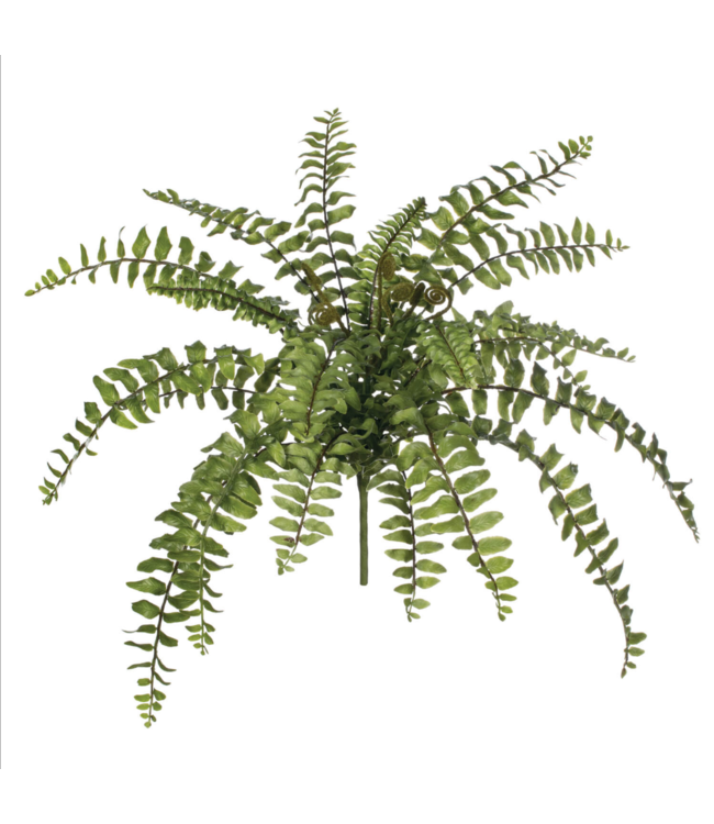 Sullivans Gift Boston Fern Bush