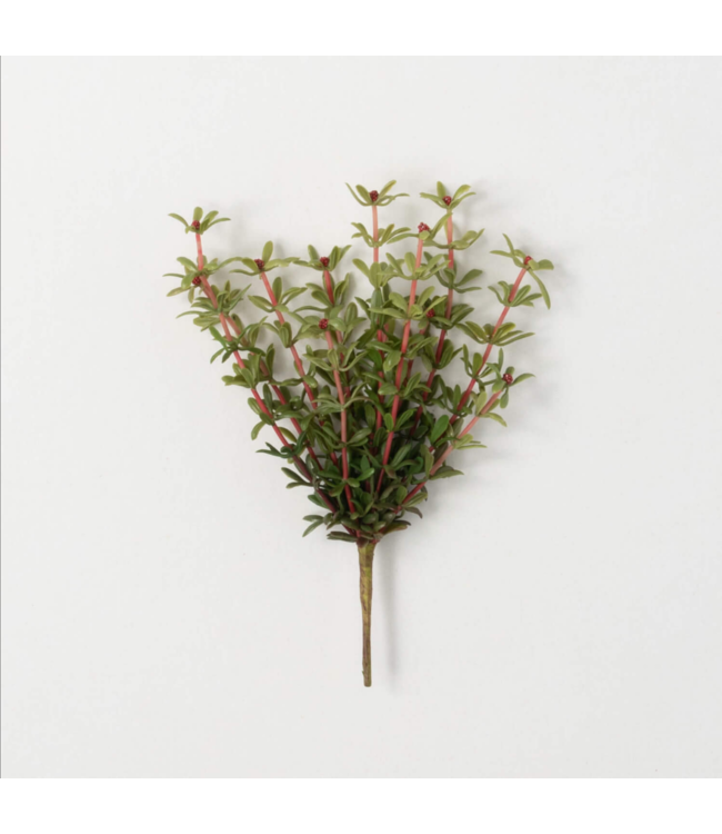 Sullivans Gift Myrtle Ornamental Green Bush