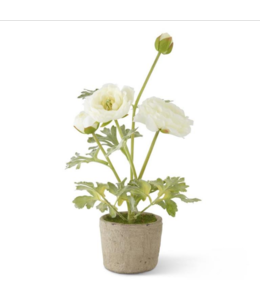 K&K Interiors White Ranunculus In Clay Pot