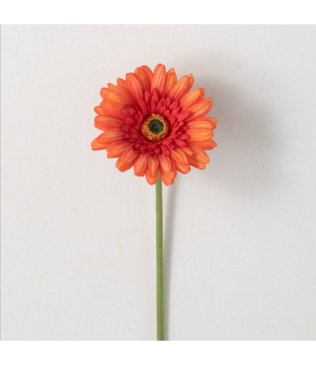 Sullivans Gift Orange Flame Gerbera Daisy