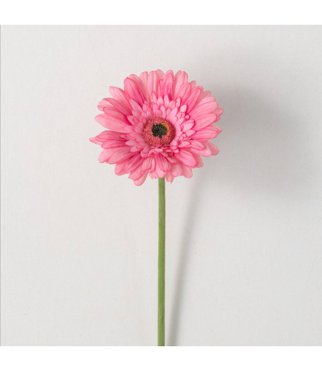 Sullivans Gift Beautiful Pink Gerbera Daisy