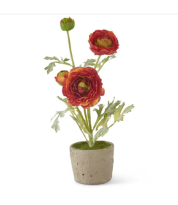 K&K Interiors Orange Ranunculus In Clay Pot