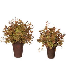 Sullivans Gift Eucalyptus Potted Orb- Small