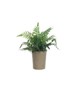 Creative Co-Op Faux Fern in Paper Pot