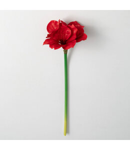 Sullivans Gift Crimson Amaryllis Stem