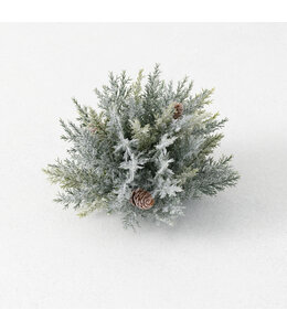 Sullivans Gift Prickly Pine Half Orb