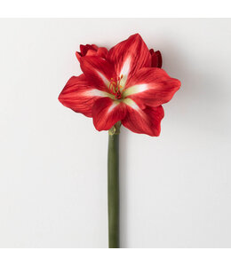 Sullivans Gift Christmas Amaryllis Stem