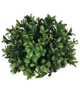 Sullivans Gift Boxwood Half Orb