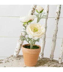 Audrey's White Potted Ranunculus