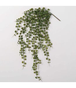 Sullivans Gift Hanging Leaf Bush