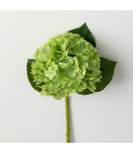 Sullivans Gift Freshcut Vivid Green Spring Hydrangea