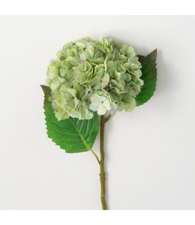 Sullivans Gift Blooming Green Hydrangea