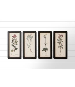 Audrey's Botanicals Framed Prints