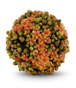 K&K Interiors 4 Inch Orange Kalanchoe Ball