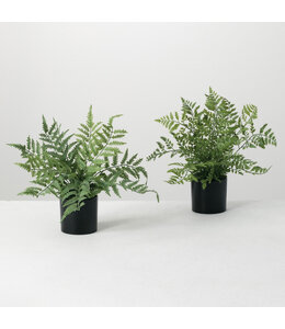 Sullivans Gift Potted Fern Plant 2 Assorted