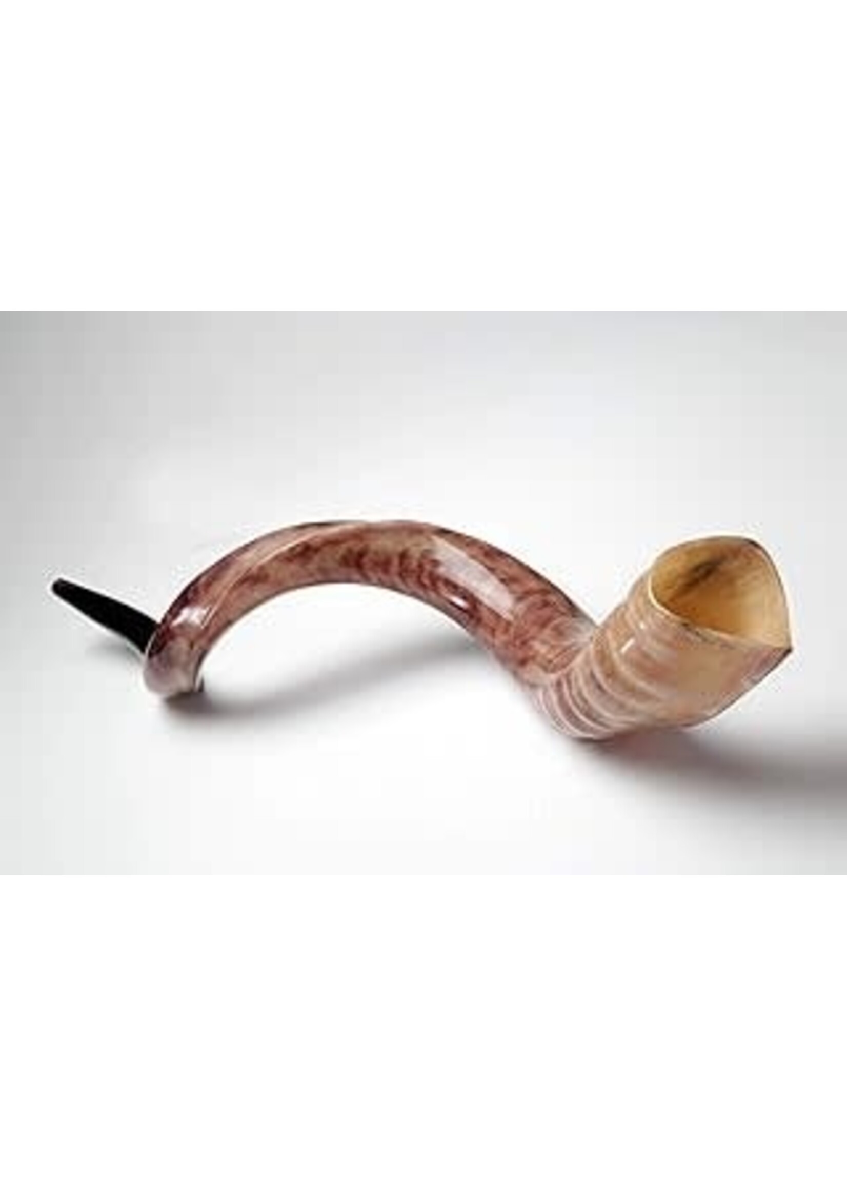 YEMENITE SHOFAR HALF POLISH 100-110 CM