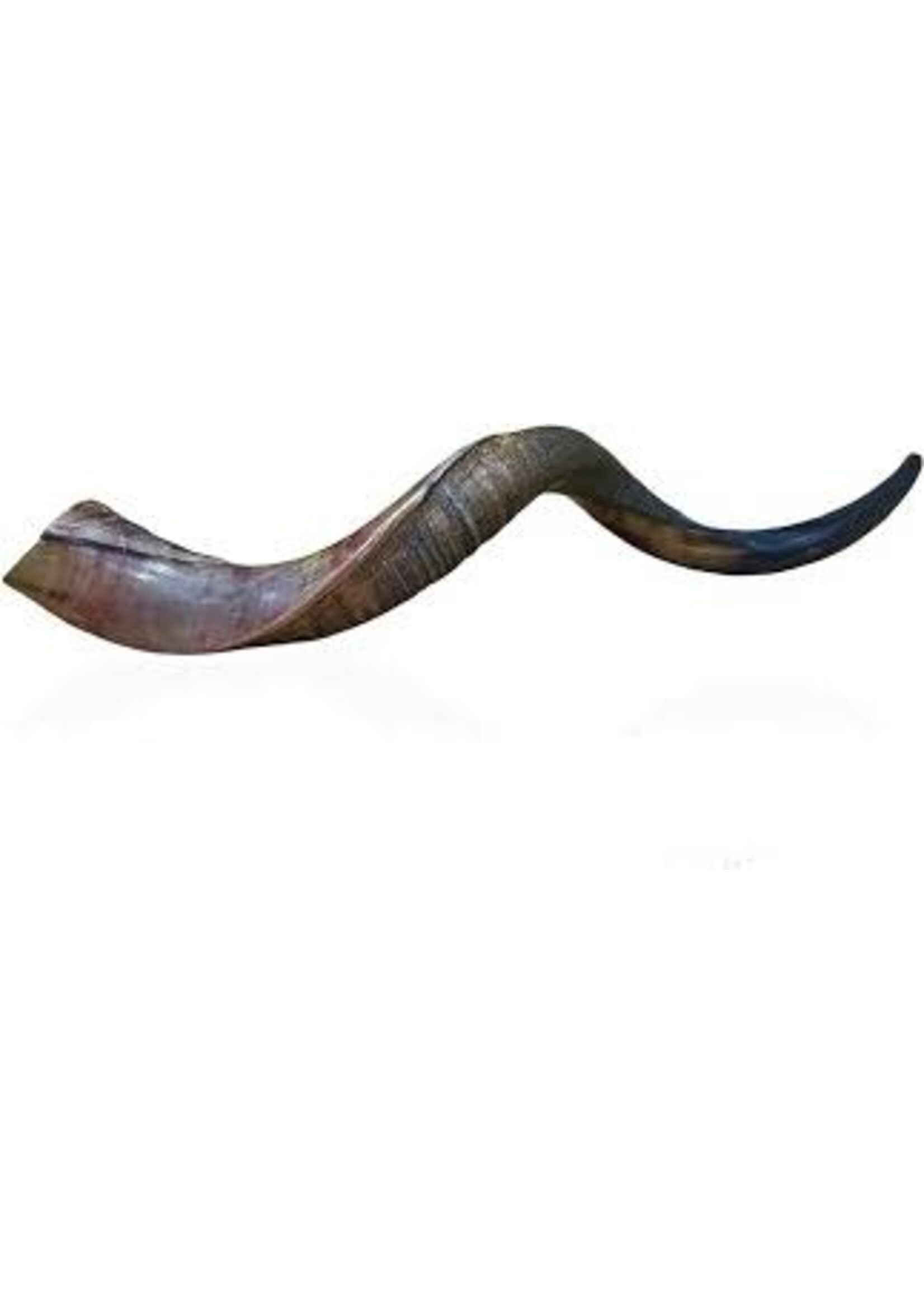 YEMENITE SHOFAR HALF POLISH 50-60 CM
