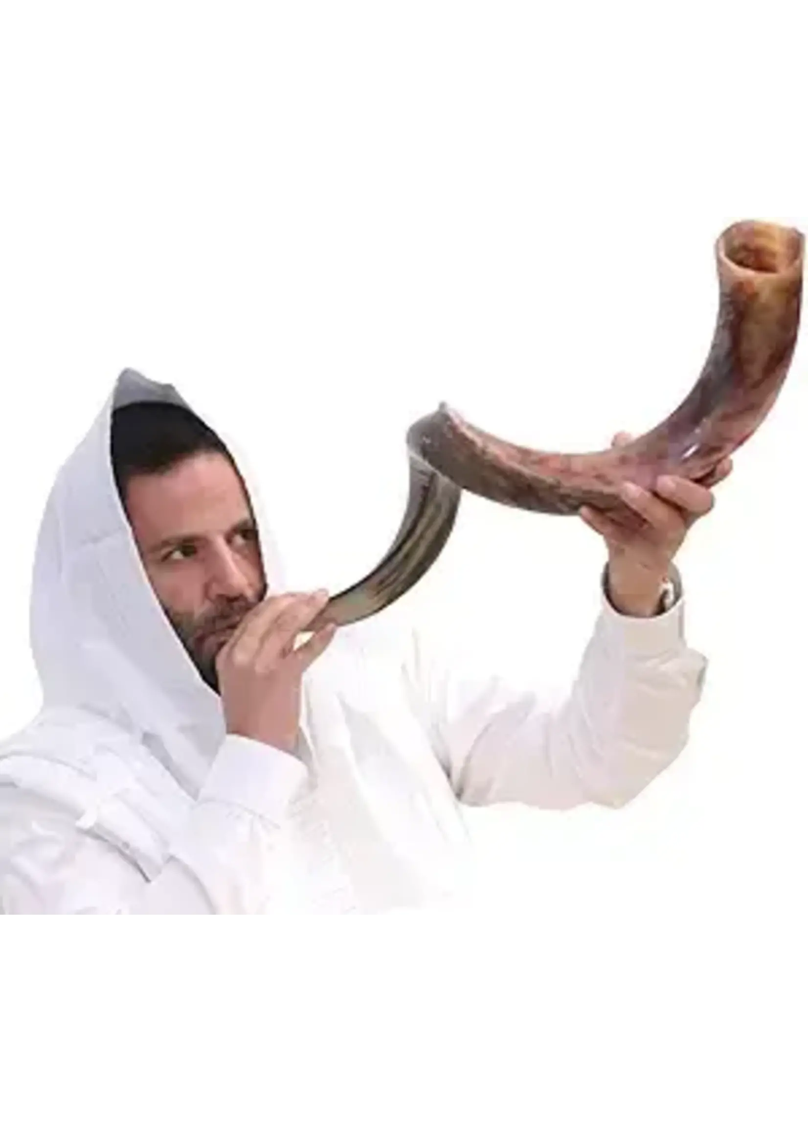 YEMENITE SHOFAR HALF POLISH 70-80 CM