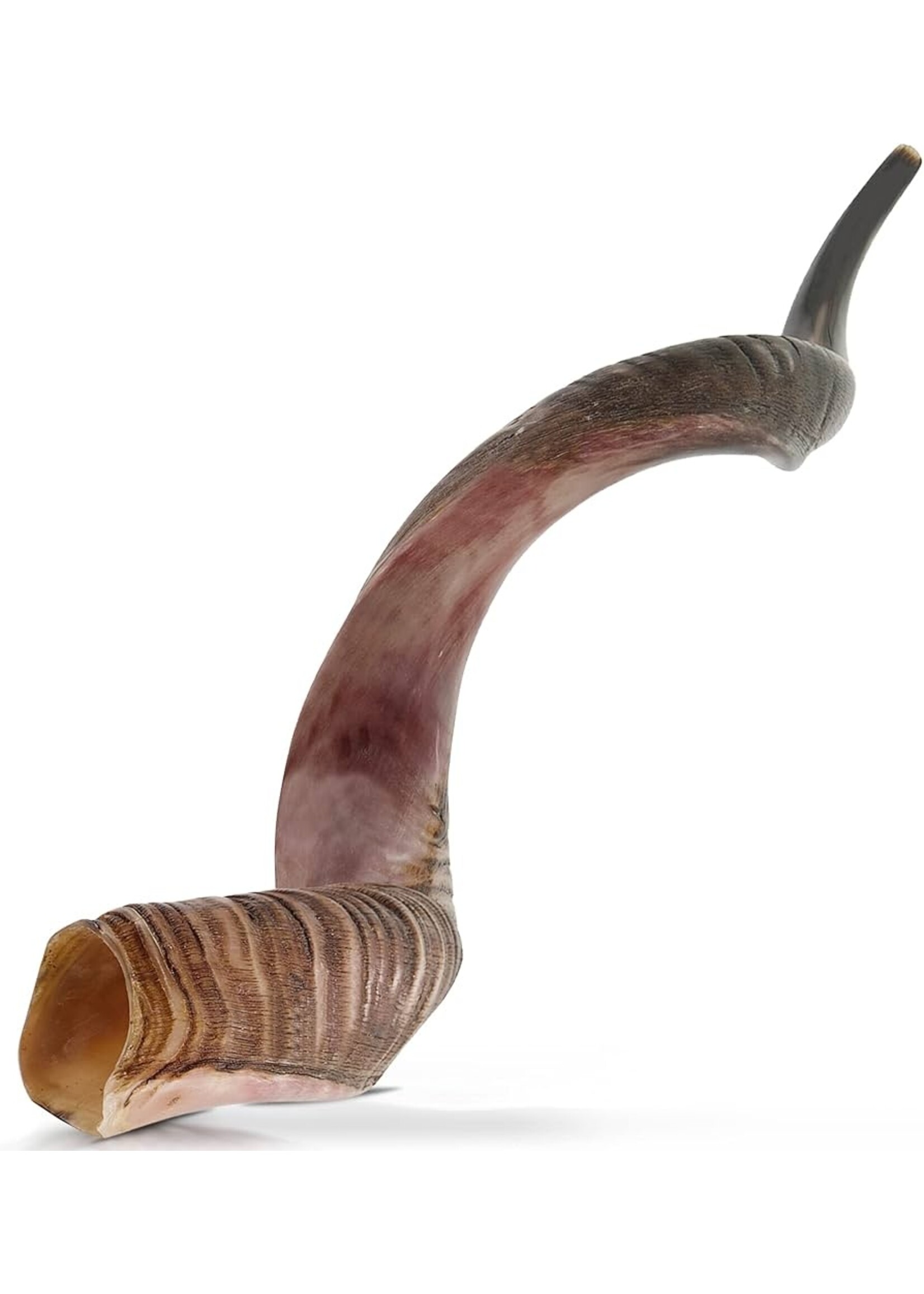YEMENITE SHOFAR HALF POLISH 100-110 CM