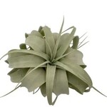 Russell's Bromeliads Air Plants - Tillandsia Xerographica