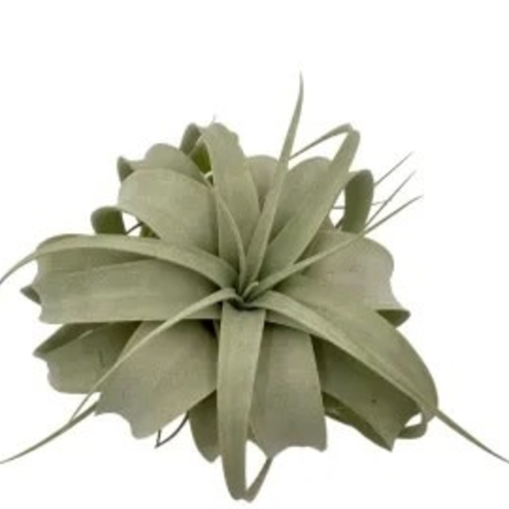 Russell's Bromeliads Air Plants - Tillandsia Xerographica