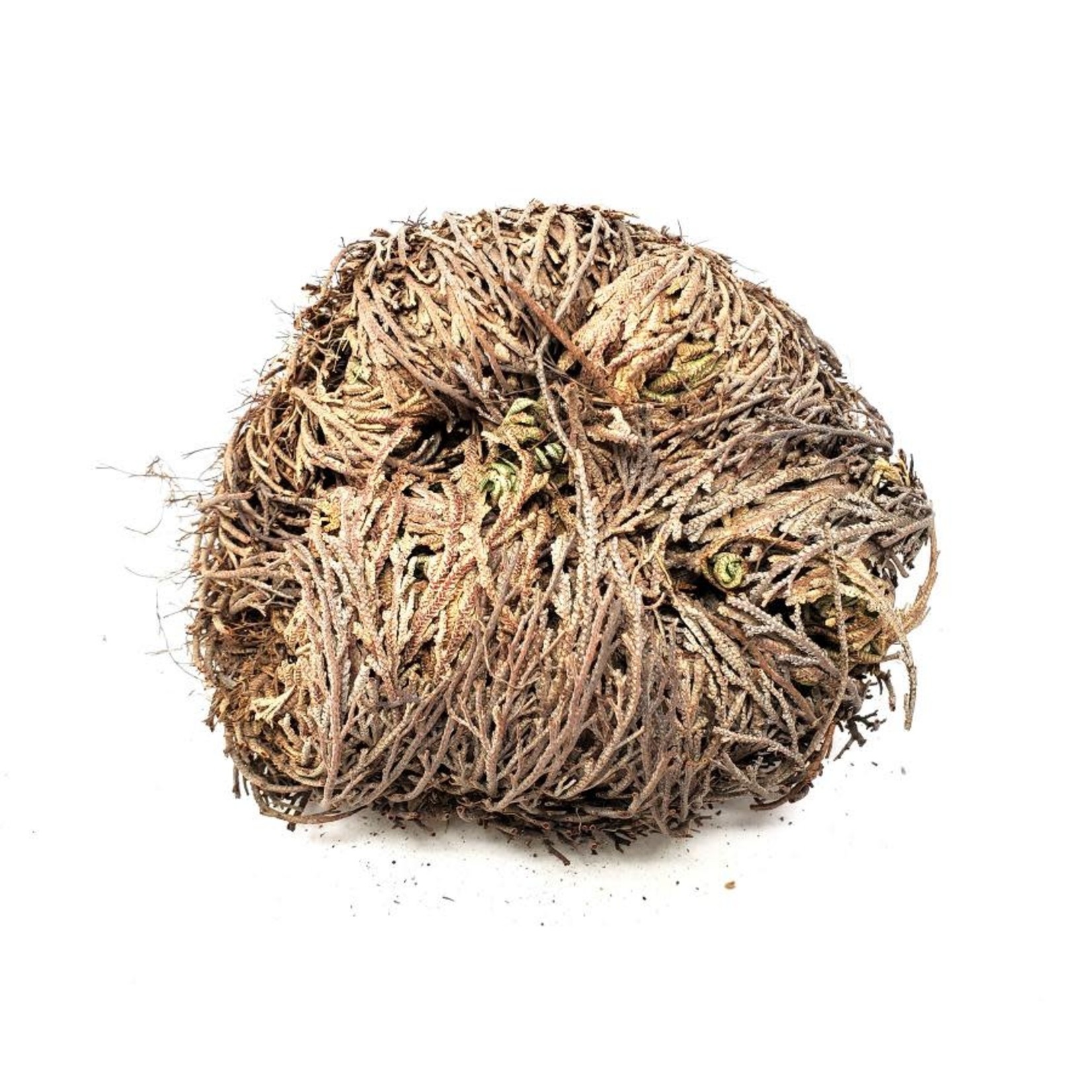 3rd Eye Rose of Jericho Flower - Single