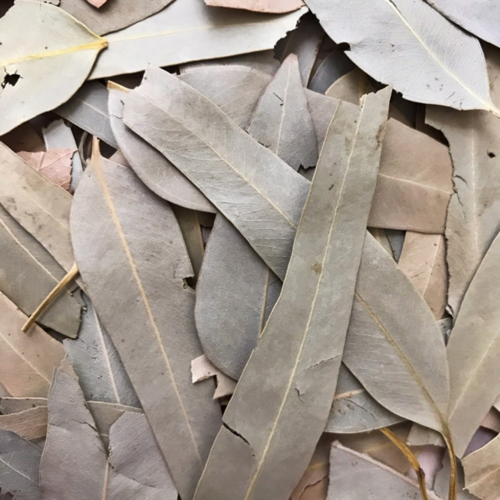 Dried Eucalyptus Leaves - 1 Ounce