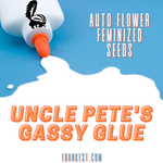 Uncle Pete's Gassy Glue (Auto Flower) Feminized 420 Seeds - 6 Pack